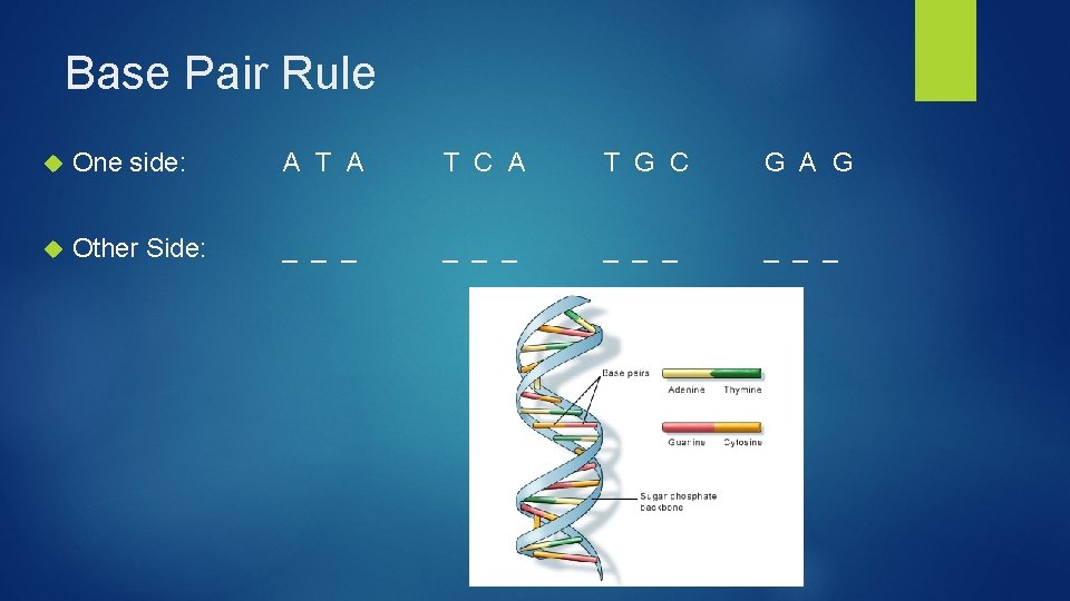 Base Pair Rule One side: A T C A T G C G A