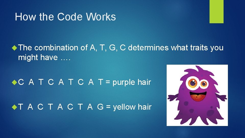 How the Code Works The combination of A, T, G, C determines what traits