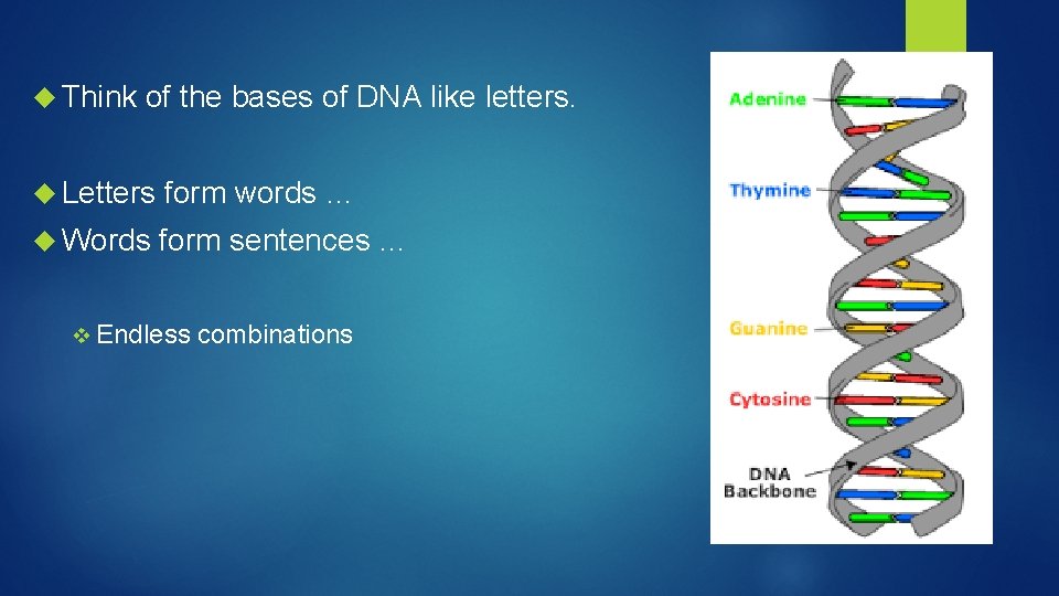  Think of the bases of DNA like letters. Letters form words … Words