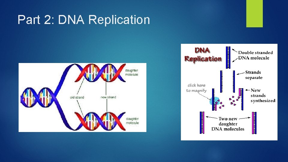 Part 2: DNA Replication 