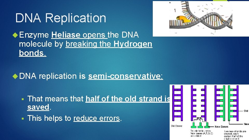 DNA Replication Enzyme Heliase opens the DNA molecule by breaking the Hydrogen bonds. DNA