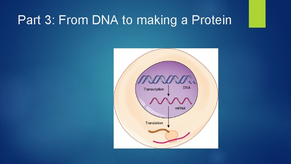 Part 3: From DNA to making a Protein 