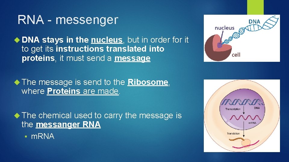 RNA - messenger DNA stays in the nucleus, but in order for it to