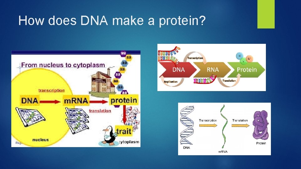 How does DNA make a protein? 