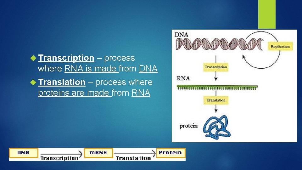 Transcription – process where RNA is made from DNA Translation – process where