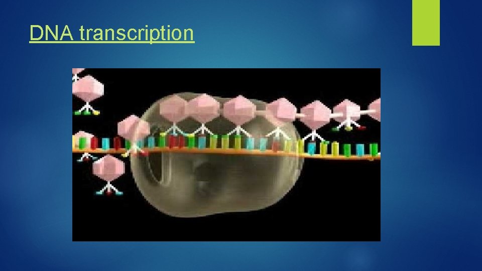 DNA transcription 