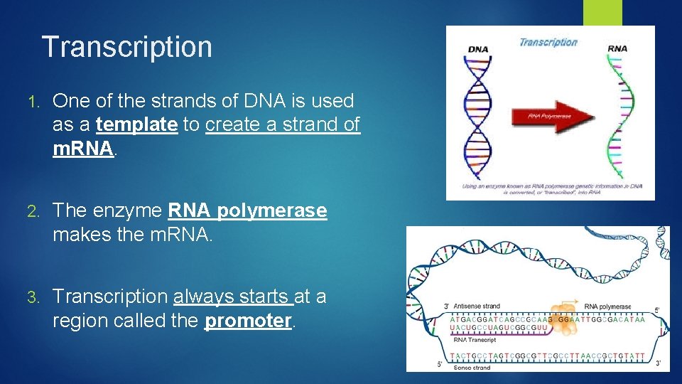 Transcription 1. One of the strands of DNA is used as a template to