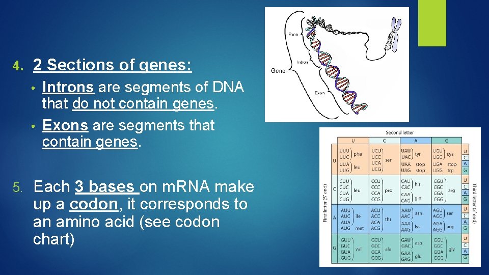 4. 2 Sections of genes: Introns are segments of DNA that do not contain