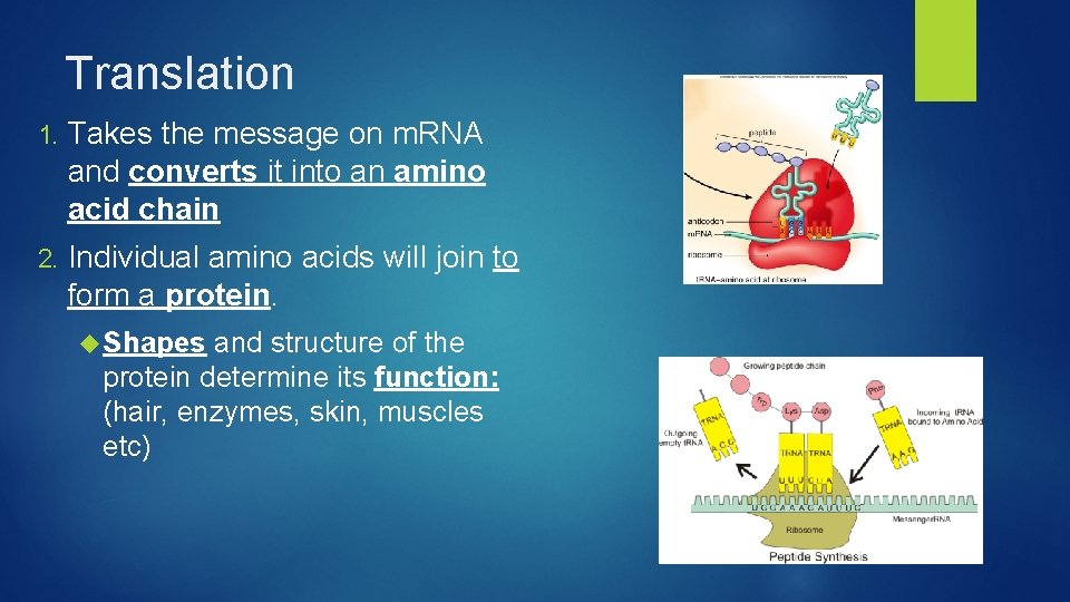 Translation 1. Takes the message on m. RNA and converts it into an amino