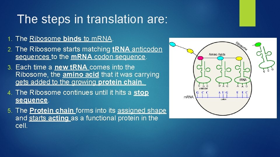 The steps in translation are: 1. 2. 3. 4. 5. The Ribosome binds to