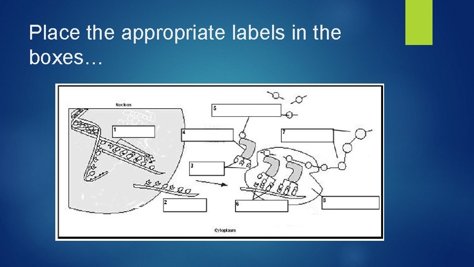 Place the appropriate labels in the boxes… 