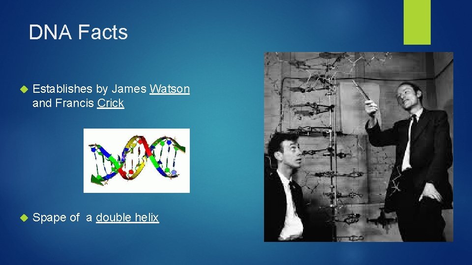 DNA Facts Establishes by James Watson and Francis Crick Spape of a double helix