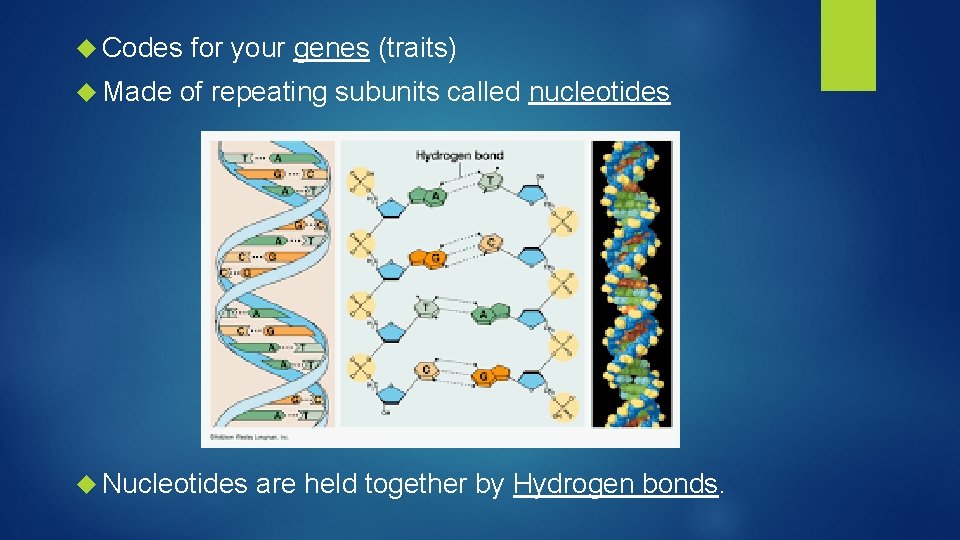  Codes Made for your genes (traits) of repeating subunits called nucleotides Nucleotides are