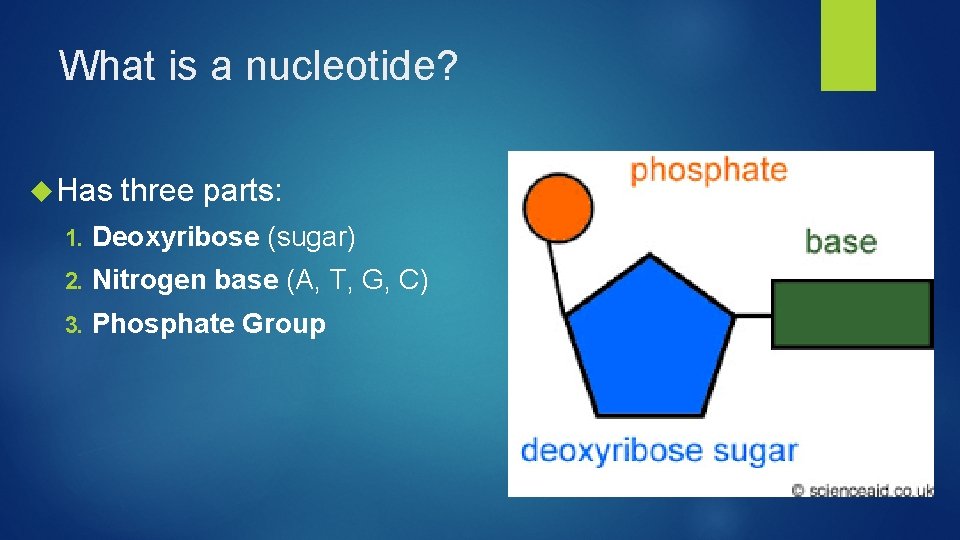 What is a nucleotide? Has three parts: 1. Deoxyribose (sugar) 2. Nitrogen base (A,