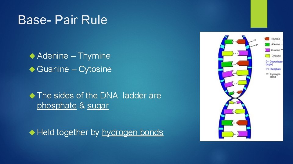 Base- Pair Rule Adenine – Thymine Guanine – Cytosine The sides of the DNA
