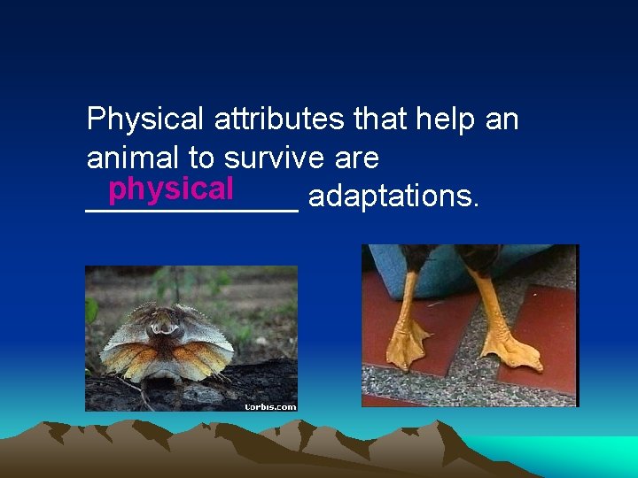 Name the 4 basic needs of all animals