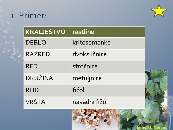 1. Primer: KRALJESTVO rastline DEBLO kritosemenke RAZRED dvokaličnice RED stročnice DRUŽINA metuljnice ROD fižol