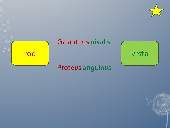 Galanthus nivalis rod vrsta Proteus anguinus 