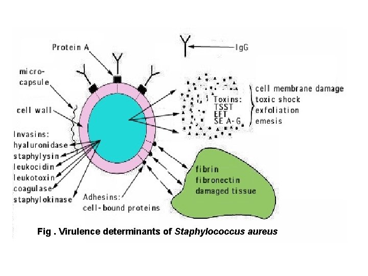 Fig. Virulence determinants of Staphylococcus aureus 