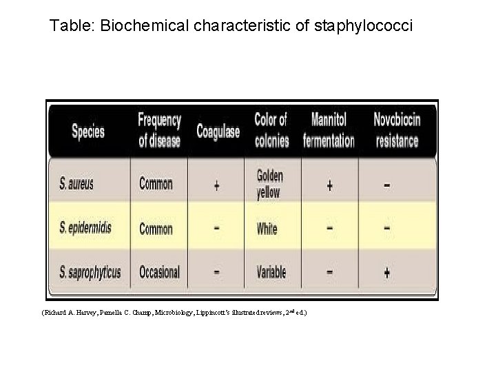 Table: Biochemical characteristic of staphylococci (Richard A. Harvey, Pamella C. Champ, Microbiology, Lippincott’s illustrated