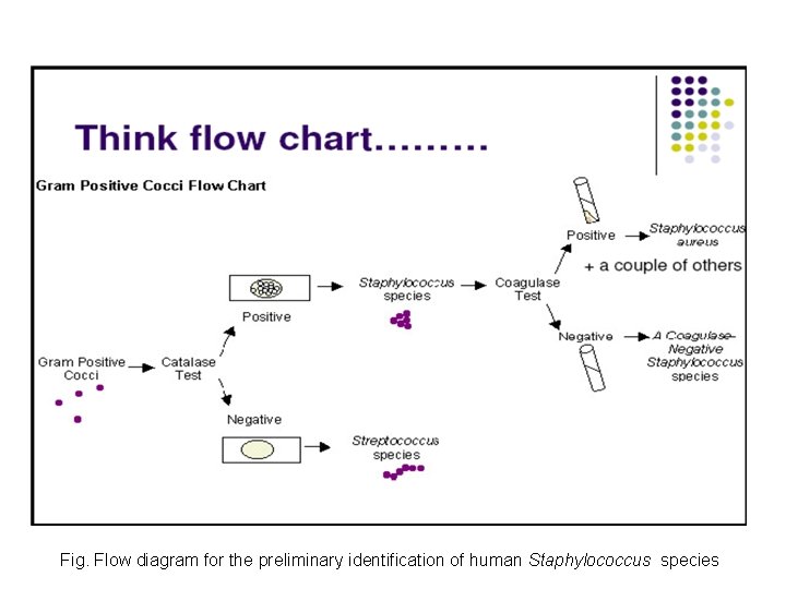 Fig. Flow diagram for the preliminary identification of human Staphylococcus species 
