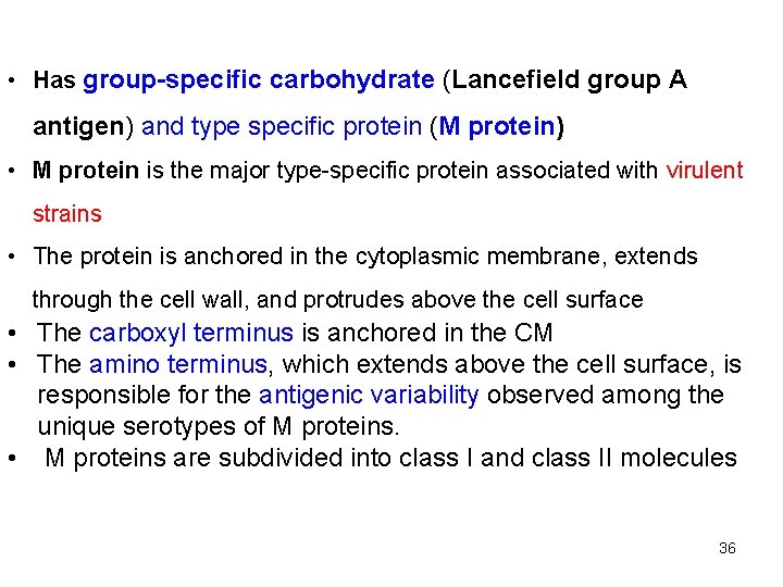  • Has group-specific carbohydrate (Lancefield group A antigen) and type specific protein (M