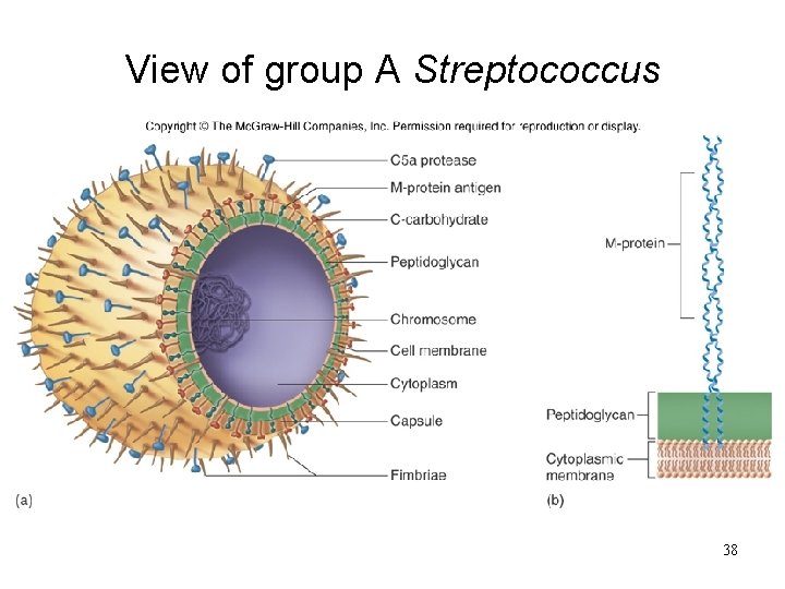 View of group A Streptococcus 38 