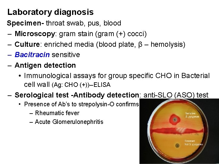 Laboratory diagnosis Specimen- throat swab, pus, blood – Microscopy: gram stain (gram (+) cocci)