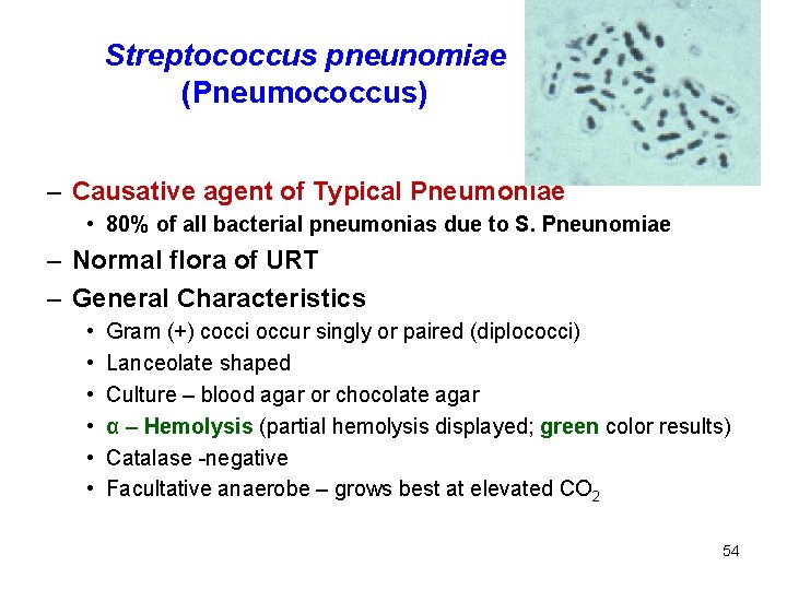 Streptococcus pneunomiae (Pneumococcus) – Causative agent of Typical Pneumoniae • 80% of all bacterial