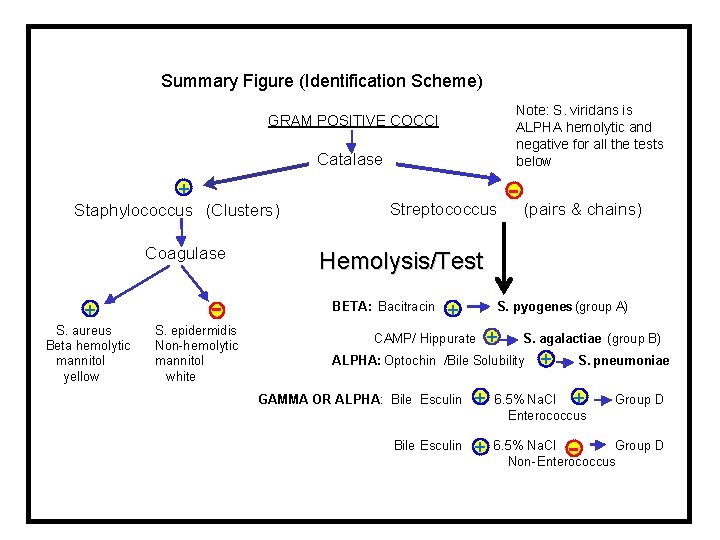 Summary Figure (Identification Scheme) Note: S. viridans is ALPHA hemolytic and negative for all