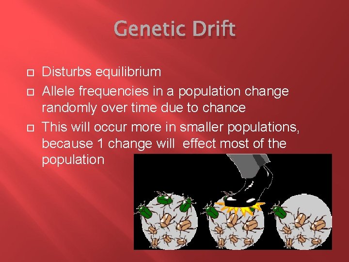 Genetic Drift Disturbs equilibrium Allele frequencies in a population change randomly over time due
