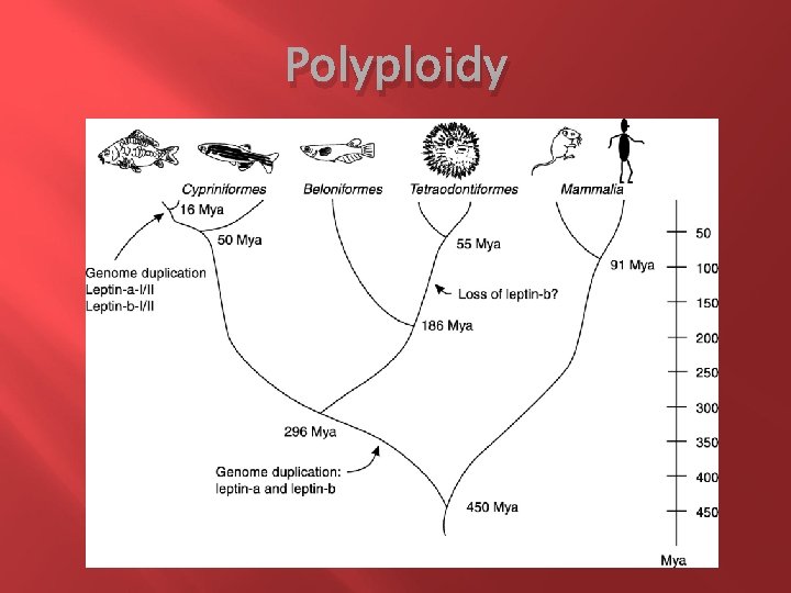 Polyploidy 