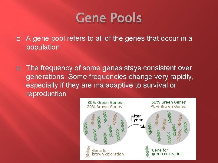 Gene Pools A gene pool refers to all of the genes that occur in