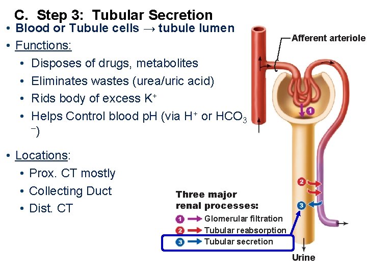 C. Step 3: Tubular Secretion • Blood or Tubule cells → tubule lumen •