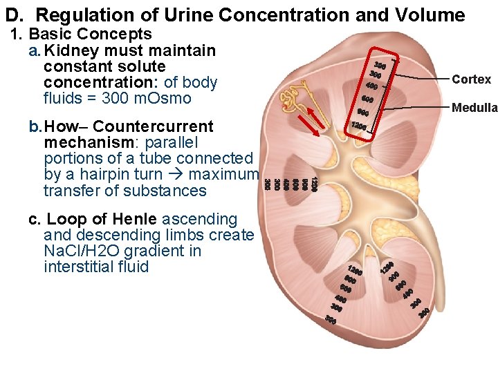 D. Regulation of Urine Concentration and Volume 1. Basic Concepts a. Kidney must maintain