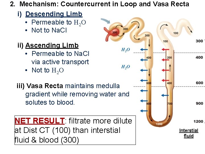 2. Mechanism: Countercurrent in Loop and Vasa Recta i) Descending Limb • Permeable to
