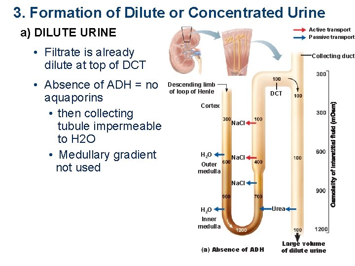 3. Formation of Dilute or Concentrated Urine a) DILUTE URINE Active transport Passive transport