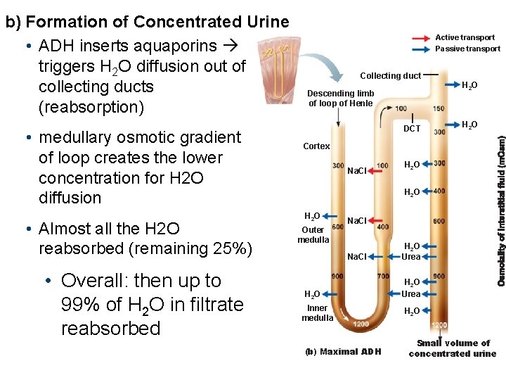 b) Formation of Concentrated Urine • ADH inserts aquaporins triggers H 2 O diffusion