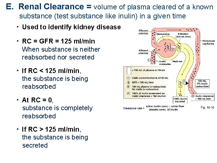 E. Renal Clearance = volume of plasma cleared of a known substance (test substance