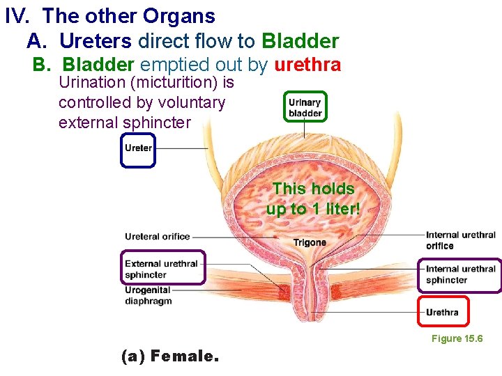 IV. The other Organs A. Ureters direct flow to Bladder B. Bladder emptied out