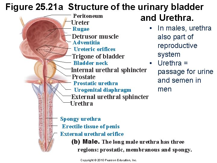 Figure 25. 21 a Structure of the urinary bladder Peritoneum and Urethra. Ureter •