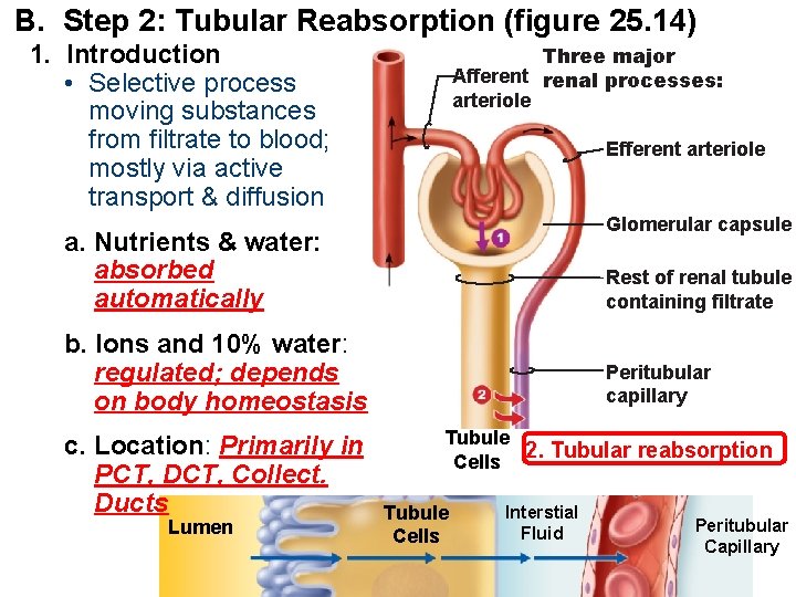 B. Step 2: Tubular Reabsorption (figure 25. 14) 1. Introduction • Selective process moving
