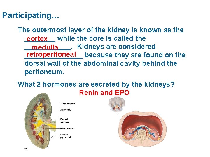 Participating… The outermost layer of the kidney is known as the ____ cortex while