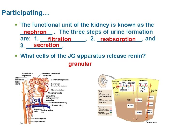 Participating… § The functional unit of the kidney is known as the _____ nephron.