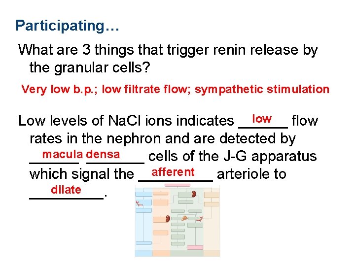 Participating… What are 3 things that trigger renin release by the granular cells? Very