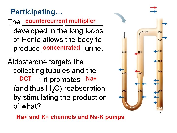 Participating… countercurrent_____ multiplier The _____ developed in the long loops of Henle allows the