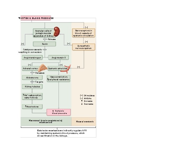 SYSTEMIC BLOOD PRESSURE (–) Baroreceptors in blood vessels of systemic circulation Granular cells of