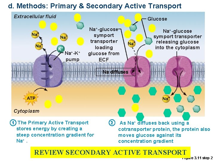 d. Methods: Primary & Secondary Active Transport Extracellular fluid Glucose Na+-K+ pump Na+-glucose symport