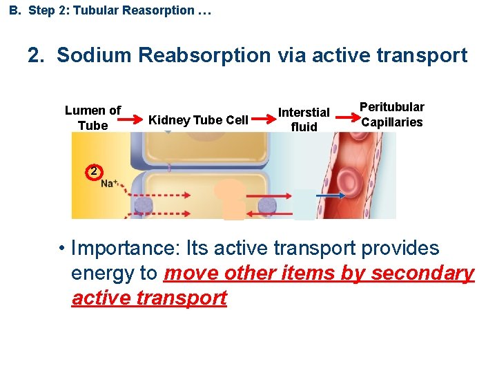 B. Step 2: Tubular Reasorption … 2. Sodium Reabsorption via active transport Lumen of