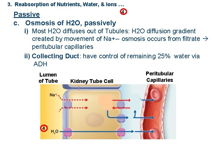 3. Reabsorption of Nutrients, Water, & Ions … Passive c. Osmosis of H 2